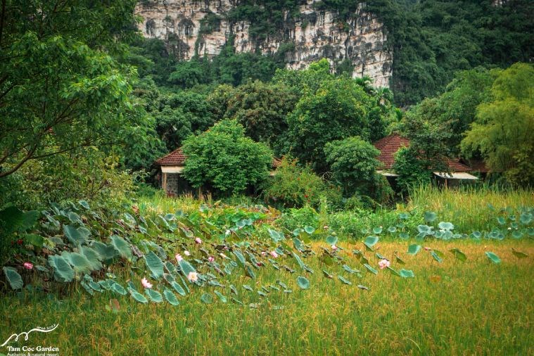 Premium Tonkin Garden Bungalow